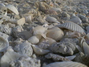 Shells_1