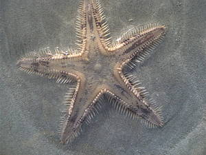 Starfish